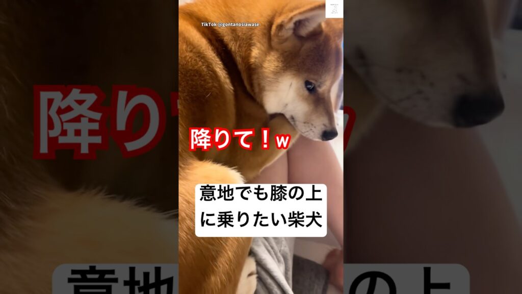 ママの膝の上が大好きな柴犬💕　#柴犬　#犬　#かわいい犬 #かわいい #癒し