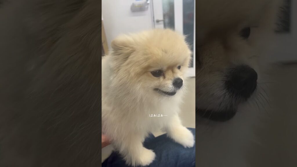 テンションMAXからのダダ下がりポメラニアンまめこ #dog #ポメラニアン #癒し #犬のいる生活