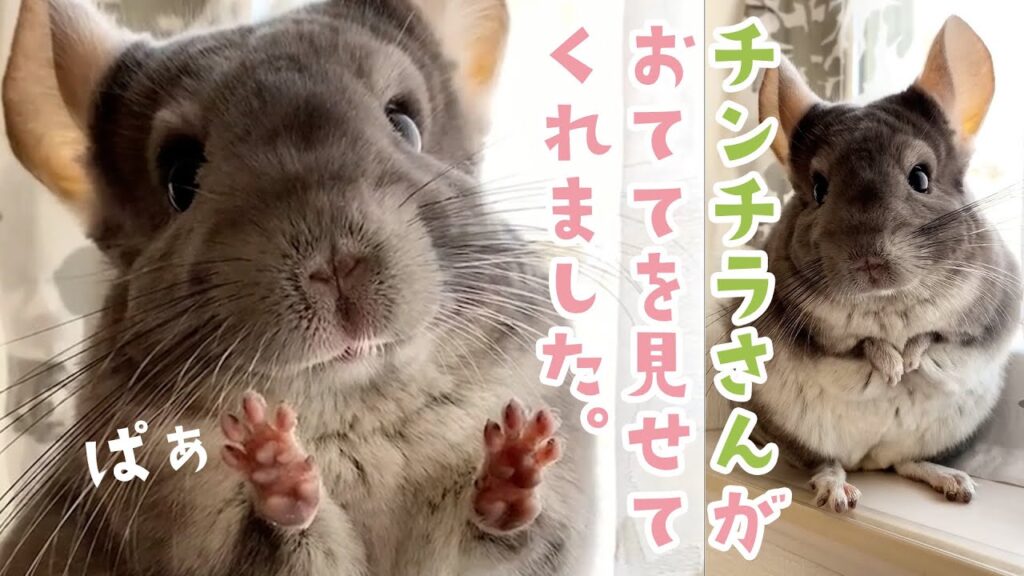 おててを見せてくれるチンチラさん｜PECO