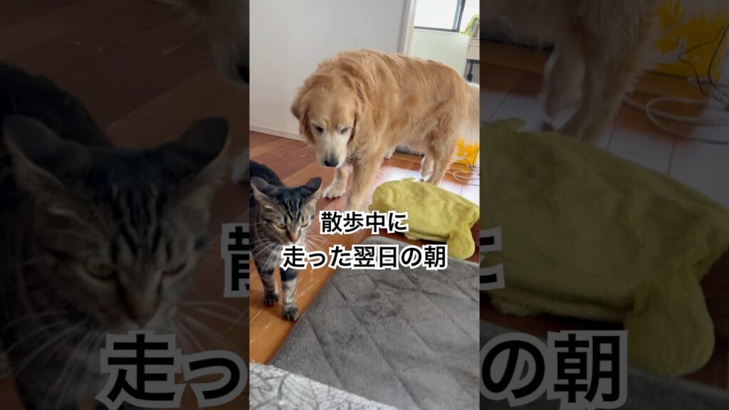 散歩で足痛めたゴールデンレトリバー…   #dog #animals #癒し #犬 #関節炎 #shorts #short