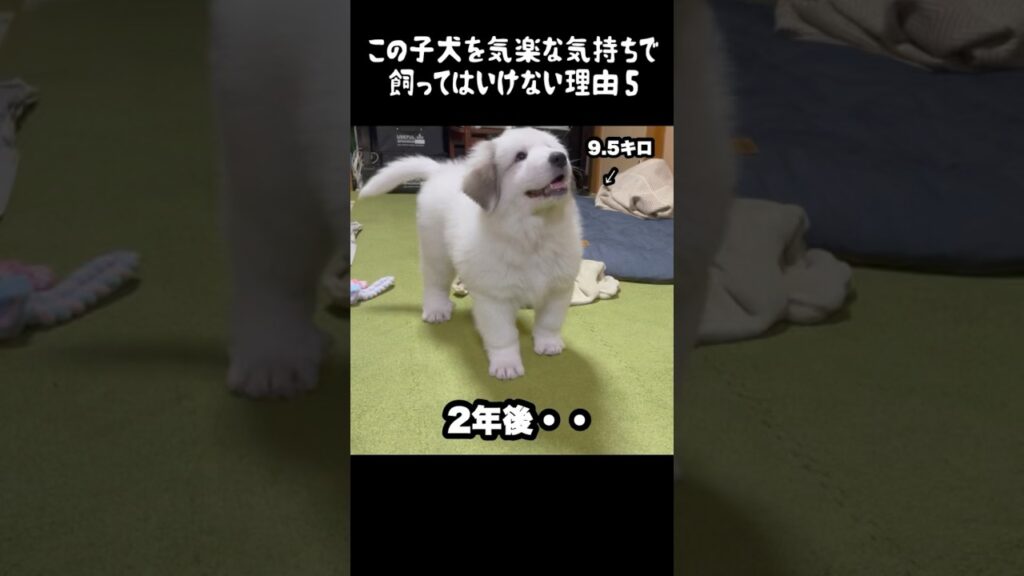 予想以上の成長をした子犬5 #グレートピレニーズ #癒し #大型犬のいる生活 #大型犬 #greatpyrenees #犬のいる生活 #愛犬 #可愛い #ペット #大型犬と暮らす #大型犬仔犬