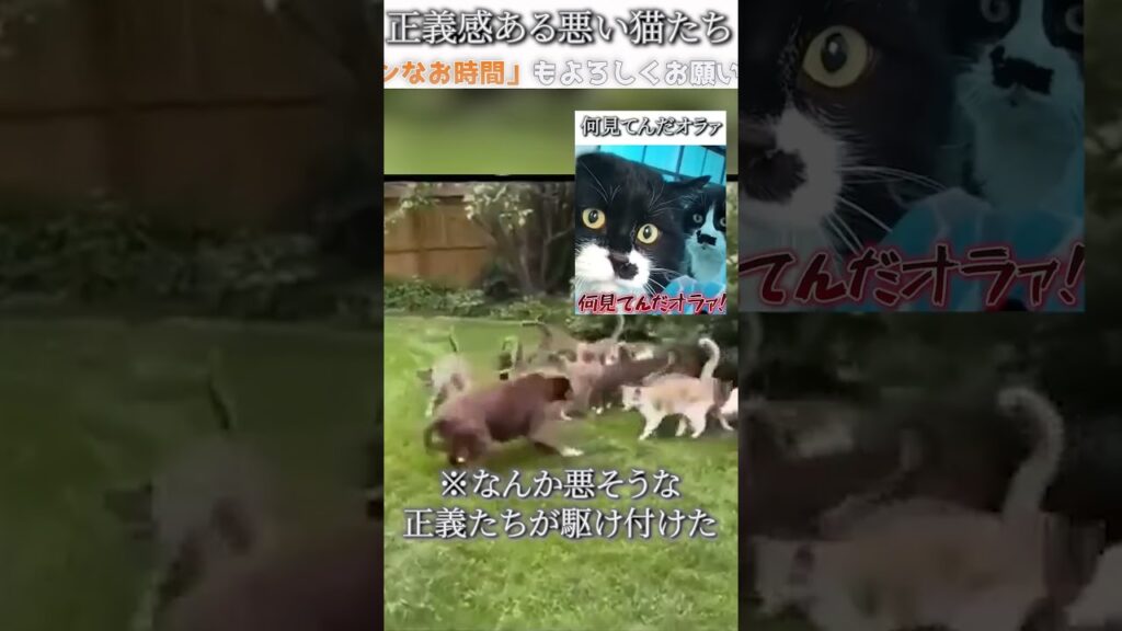 猫のおもしろ動画にツッコミどころ満載なアフレコしてみた＃299【正義】【ハプニング映像】#shorts　#アフレコ #面白動画