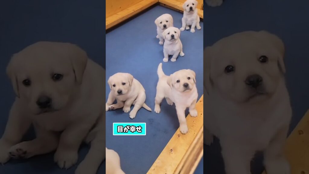 仕事で疲れたお前らに贈る笑いと癒しのラブラドールパピー5選ww　#子犬 #笑える #癒し #元気になる動画 #元気お届け #ラブラドールレトリバー #子犬のいる生活 #子犬のいる暮らし