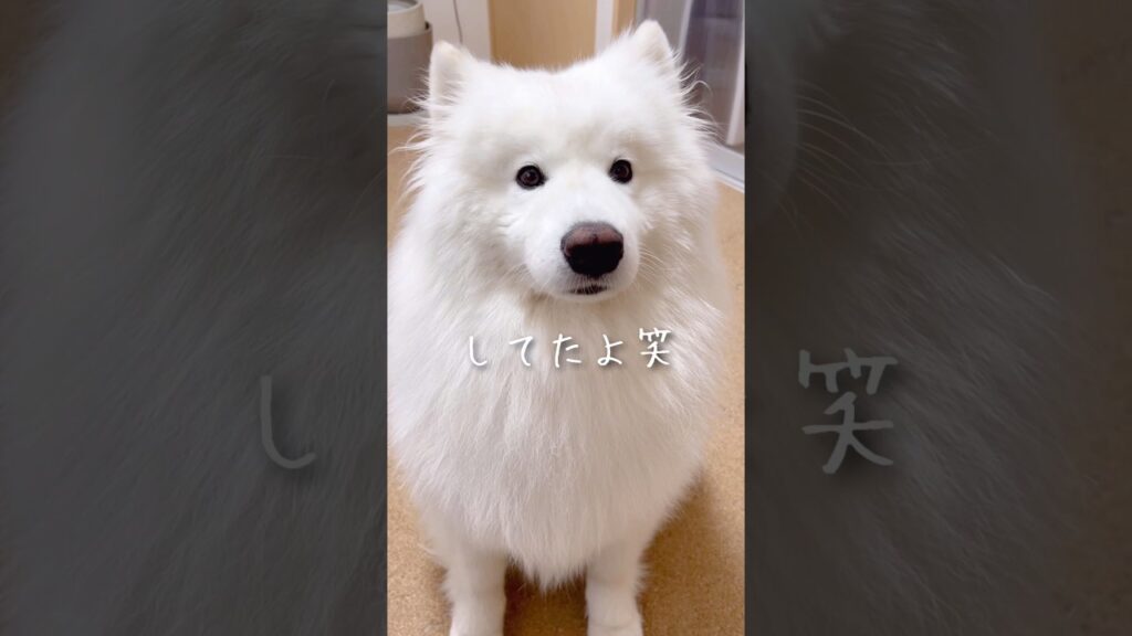 仕事中にかわい子ちゃんが現れた！ #サモエド #samoyed #癒し