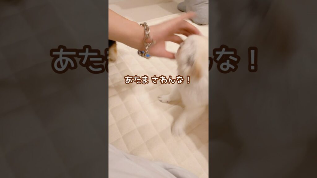 普段おっとり優しいのに、お兄ちゃんにだけは厳しい うにちゃん！笑  #チワワ #お兄ちゃんと犬 #ほんとは #なかよし #癒し #chihuahua