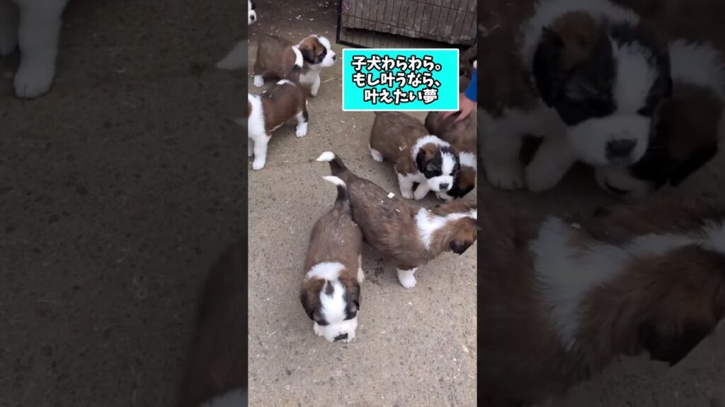 仕事で疲れたお前らに贈る笑いと癒しのセントバーナードパピー5選ww　#セントバーナード #子犬 #笑える #癒し #大型犬 #子犬のいる生活 #子犬のいる暮らし #元気になる動画