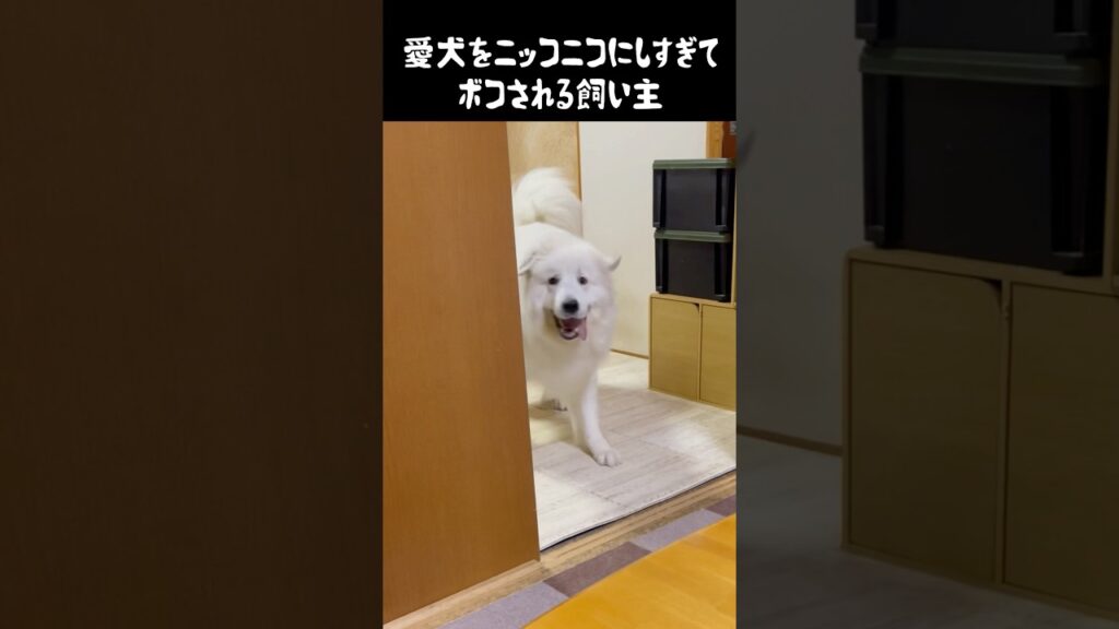 ニコニコで飼い主をぶっ飛ばす愛犬　#グレートピレニーズ #癒し #大型犬のいる生活 #大型犬 #greatpyrenees #犬のいる生活 #愛犬 #可愛い #ペット #大型犬と暮らす