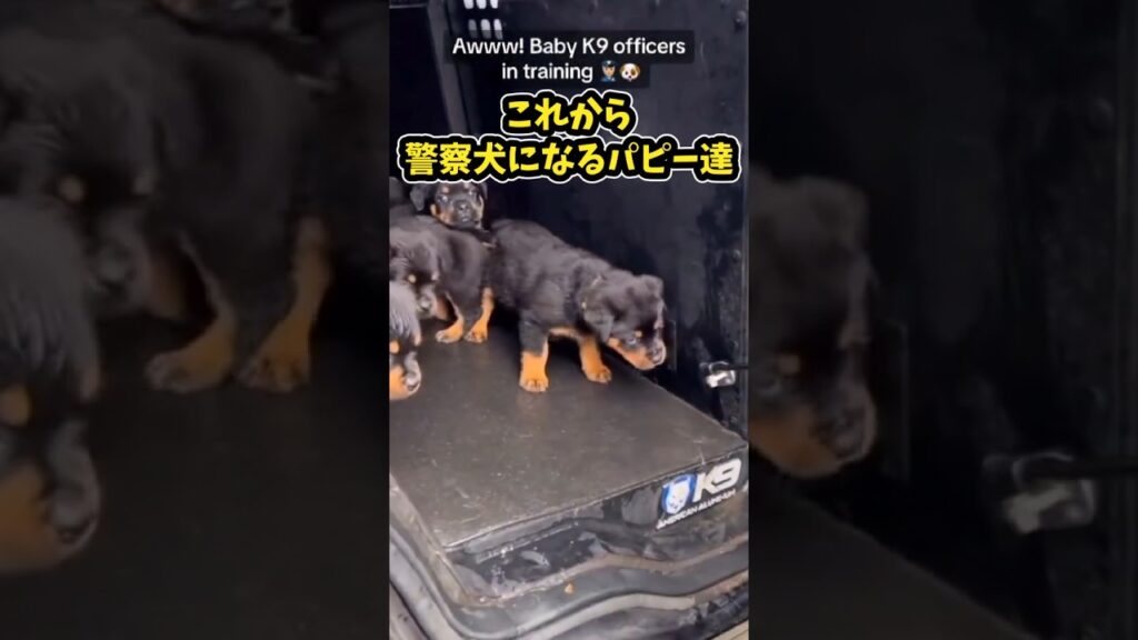 仕事で疲れたお前らに贈る笑いと癒しの警察犬5選ww　#警察犬 #笑える #癒し #元気になる動画 #いぬのおまわりさん
