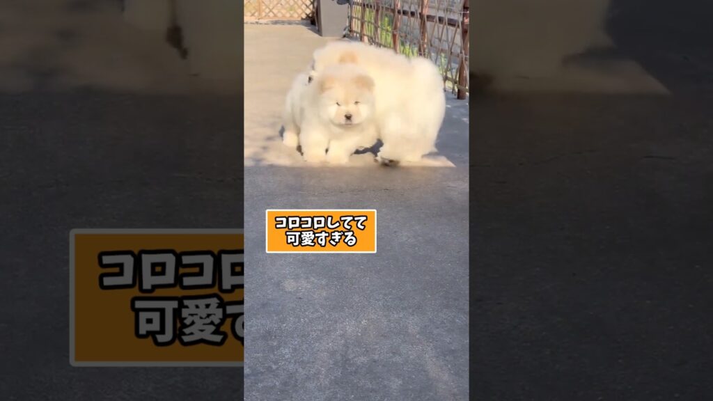 仕事で疲れたお前らに贈る笑いと癒しのチャウチャウ5選ww　#チャウチャウ #笑える #癒し #元気になる動画 #犬の動画