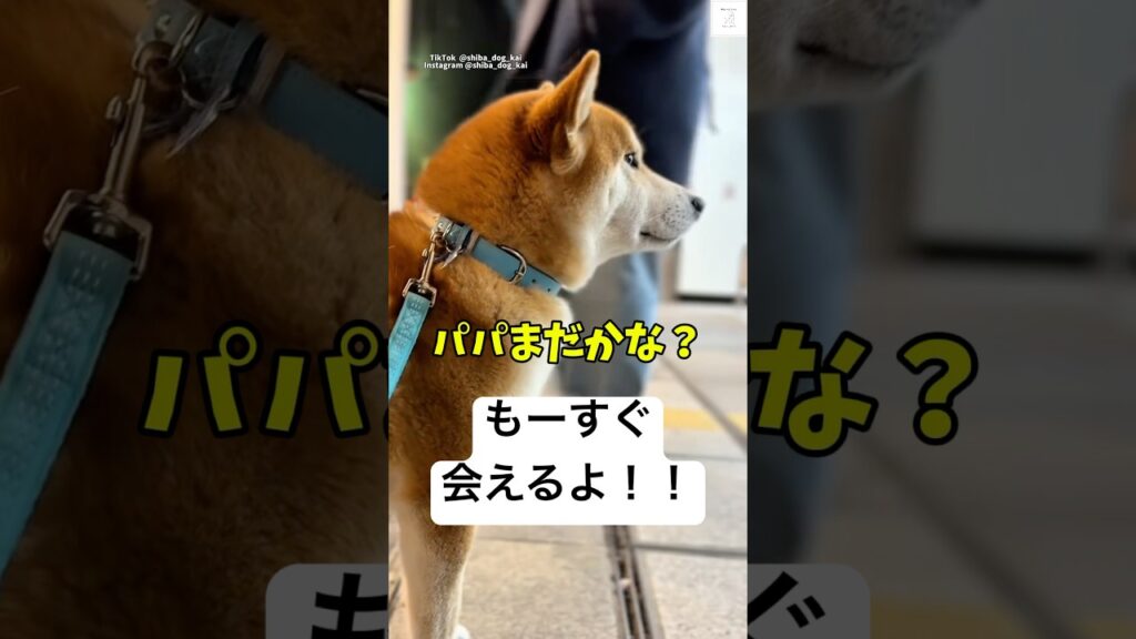 パパどこ⁉️必死に探す柴犬が可愛すぎる💕　#柴犬　#犬　#かわいい犬 #犬のいる暮らし #癒し