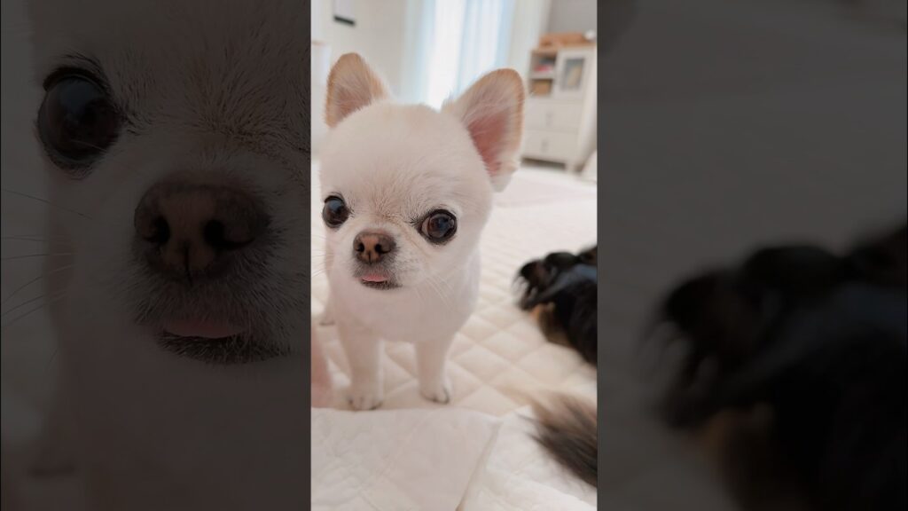 かわいすぎる突撃💓 #チワワ #chihuahua #癒し #cutebaby #cuteanimals