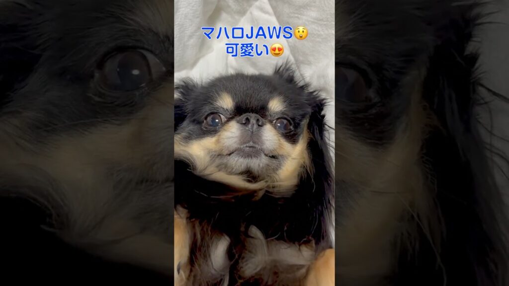 ジョーズなマハロ　 #shorts #犬のいる生活 #チワワ #癒し