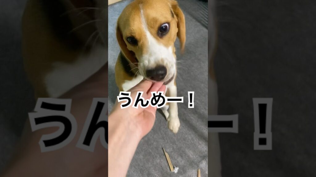こんな旨いもん食べたことねぇ！　#犬のいる暮らし #癒し #可愛い#ビーグル
