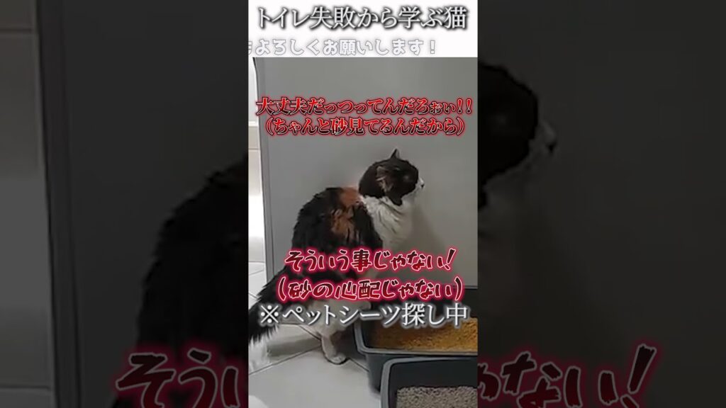 猫のおもしろ動画にツッコミどころ満載なアフレコしてみた＃300【トイレ】【ハプニング映像】#shorts　#アフレコ #面白動画