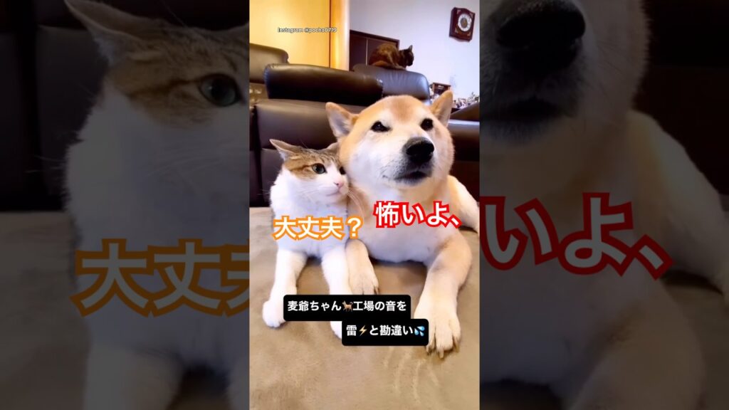 ⁠ 柴犬を慰める猫が可愛すぎる💕 #柴犬 #犬 #癒し #かわいい犬  猫ちゃん好きは → @cutecat_catlovers_kitten