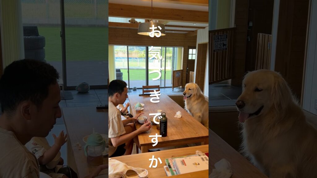 騙されるな #いぬのいる生活 #ゴールデンレトリバー #大型犬のいる生活 #大型犬 #癒し #可愛い
