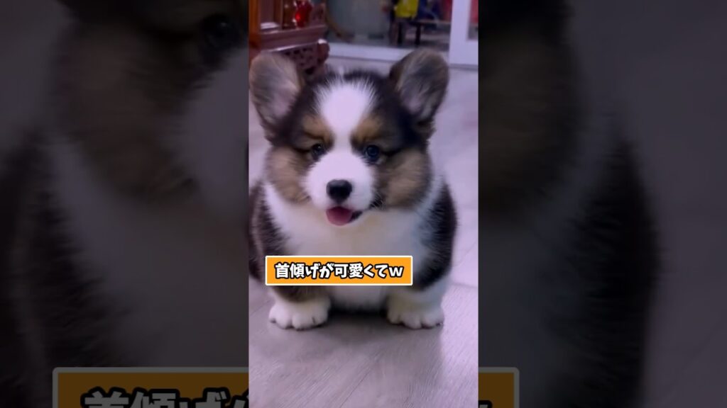 仕事で疲れたお前らに贈る笑いと癒しのコーギーパピー5選ww　#コーギー #子犬 #笑える #癒し #子犬のいる生活