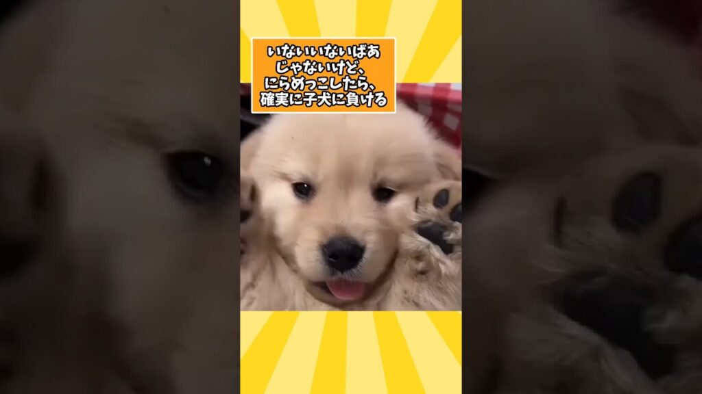 仕事で疲れたお前らに贈る笑いと癒しのゴールデンパピー5選ww　#パピー #ゴールデンレトリバー #笑える #癒し #元気になる動画 #子犬のいる生活