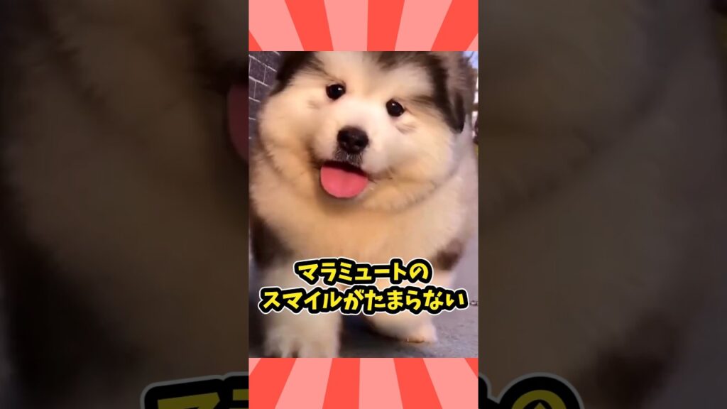仕事で疲れたお前らに贈る笑いと癒しのマラミュートパピー5選ww　#アラスカンマラミュート #パピー #笑える #癒し #元気になる動画 #子犬のいる生活