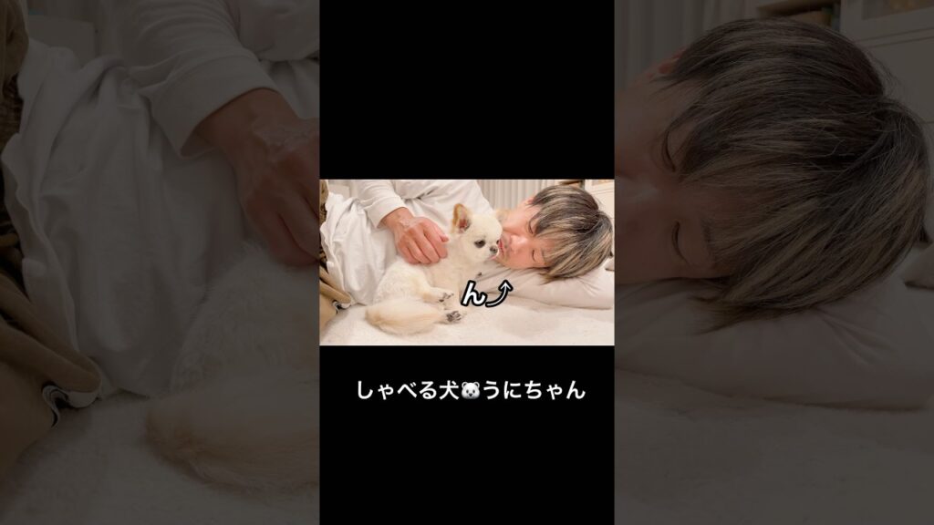 【インスタ21万回再生】ねーへん。笑  #shorts #チワワ #chihuahua #癒し #ほのぼの #ほっこり #ほんわか #のほほん