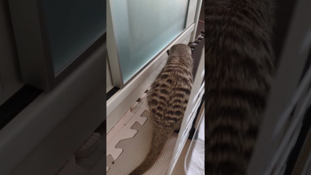 独特です！　#shorts #ミーアキャット #meerkat #ペット #小動物 #animals #可愛い #かわいい #癒し