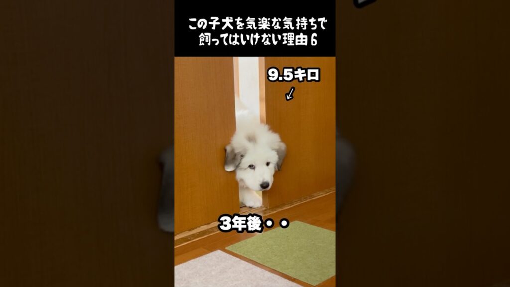 予想以上の成長をした子犬6 #greatpyrenees #癒し #大型犬のいる生活 #大型犬 #グレートピレニーズ #犬のいる生活 #愛犬 #可愛い #ペット #大型犬と暮らす