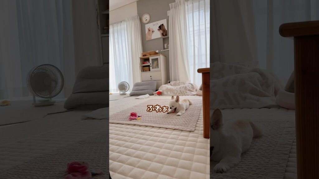 のんびり日常 #チワワ #癒し #chihuahua #ほのぼの #犬のいる生活 #ほっこり #可愛い #ほんわか