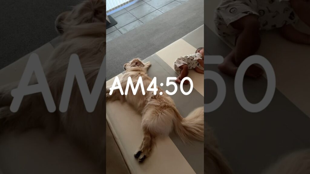 早起きすぎだろ　#いぬのいる生活 #ゴールデンレトリバー #大型犬のいる生活 #大型犬 #癒し #可愛い
