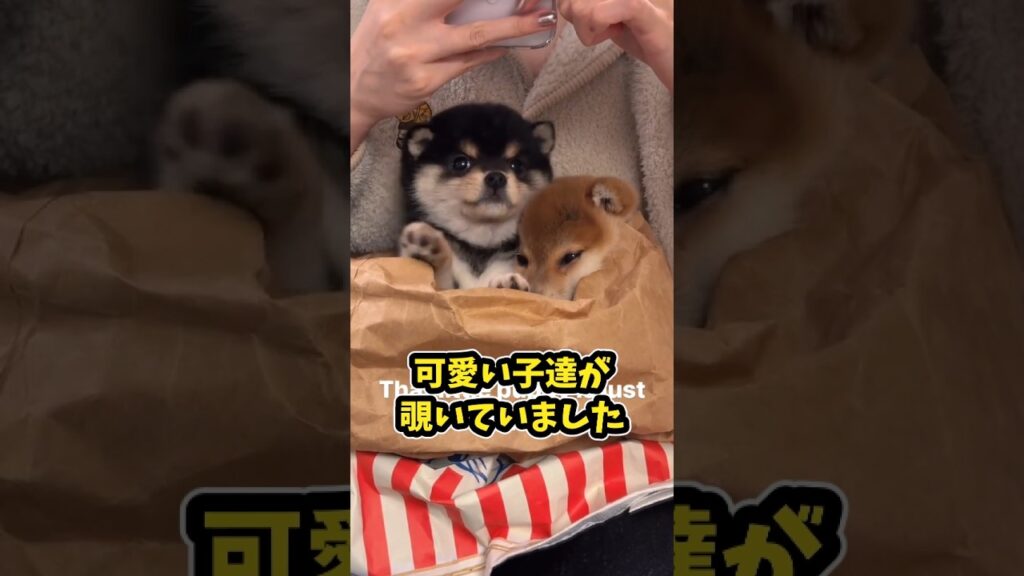 仕事で疲れたお前らに贈る笑いと癒しの柴犬5選ww　#柴犬 #笑える #癒し #柴犬のいる生活 #柴犬のいる暮らし #元気になる動画