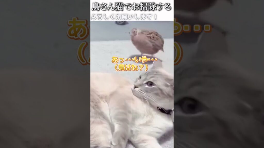 猫のおもしろ動画にツッコミどころ満載なアフレコしてみた＃301【お掃除】【ハプニング映像】#shorts　#アフレコ #面白動画