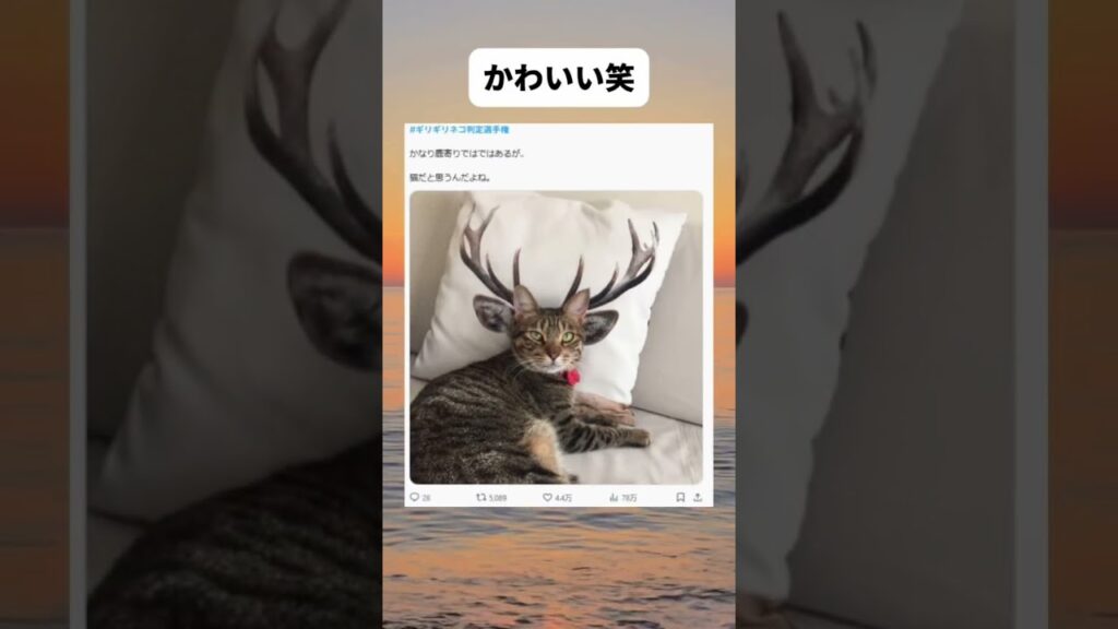 こんな似合う事あるんだ笑 #shorts #おもしろ #かわいい #癒し #猫