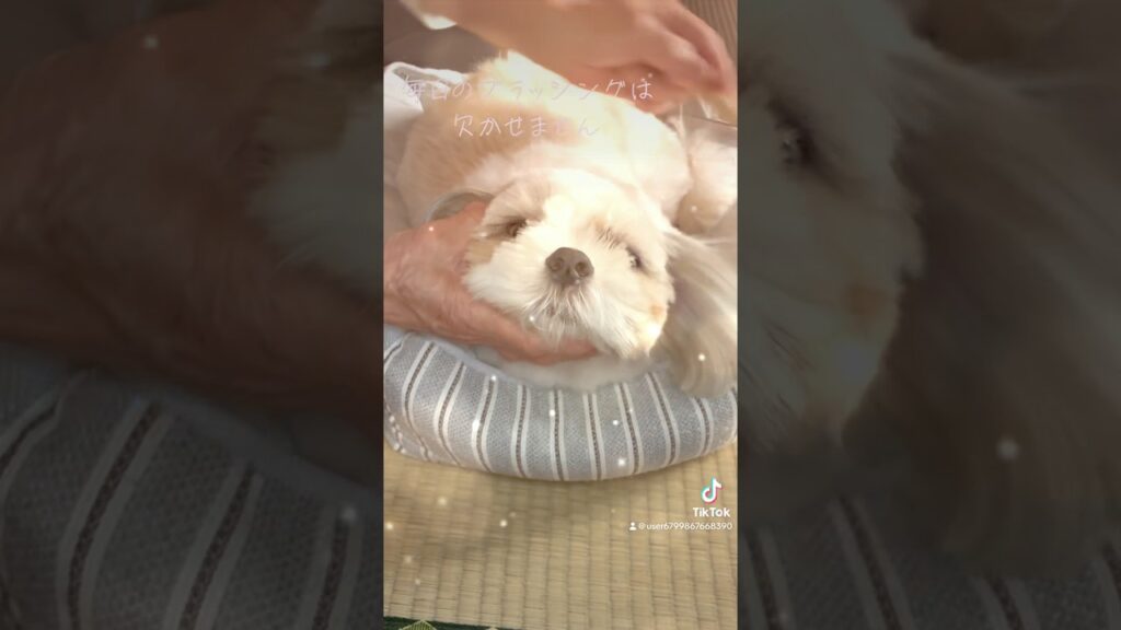 シーズー犬のお手入れ　#シーズー  #犬好き  #癒し  #可愛い  トリミング