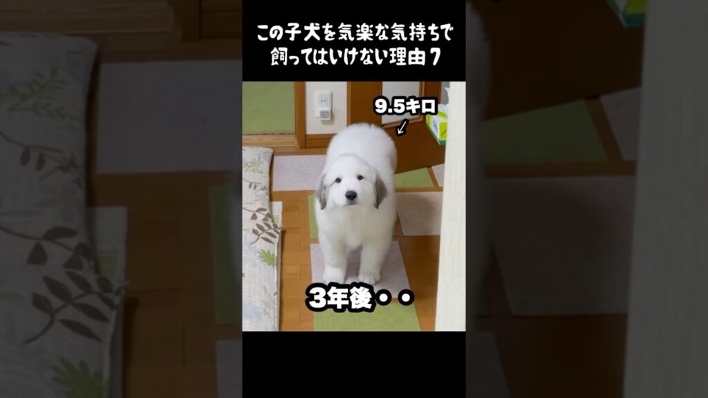 予想以上の成長をした子犬7 #greatpyrenees #癒し #大型犬のいる生活 #大型犬 #グレートピレニーズ #犬のいる生活 #愛犬 #可愛い #ペット #大型犬と暮らす