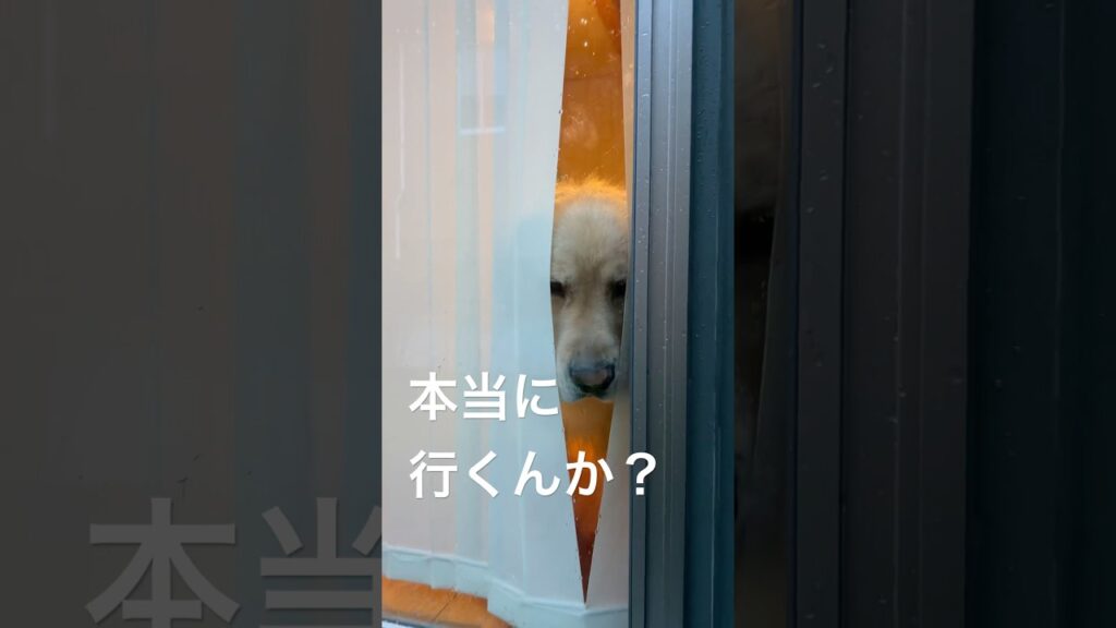 ごめんて　#いぬのいる生活 #ゴールデンレトリバー #大型犬のいる生活 #大型犬 #癒し #可愛い