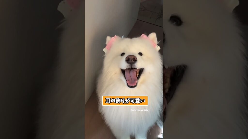 仕事で疲れたお前らに贈る笑いと癒しのサモエド5選ww　#サモエド #笑える #癒し #大型犬のいる生活 #大型犬のいる暮らし #元気になる動画