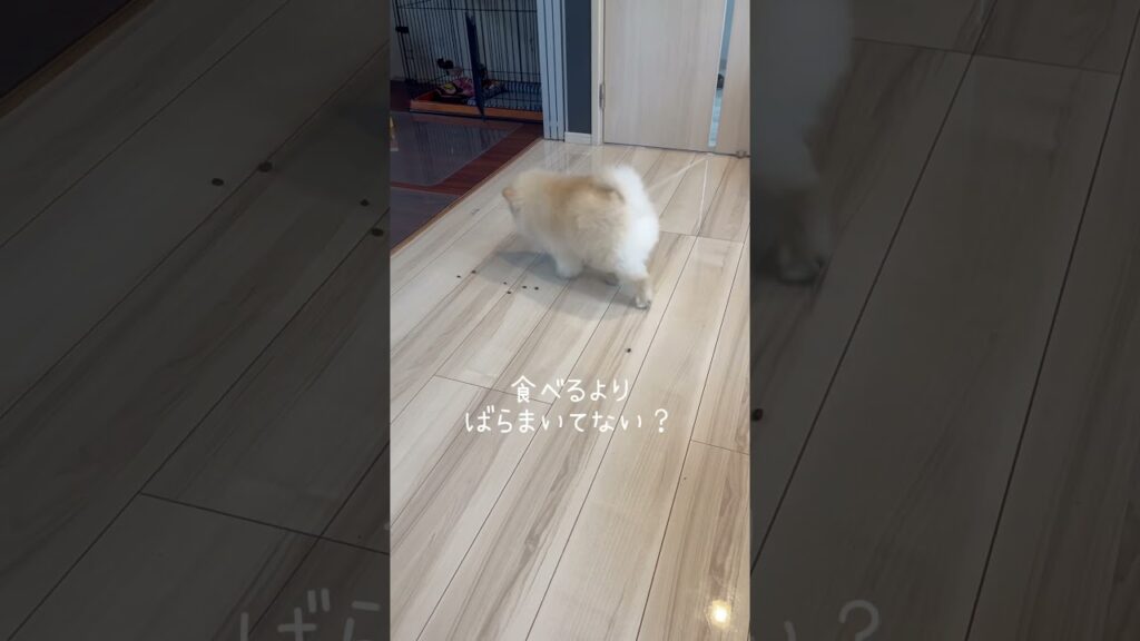 ポメラニアンまめこののんびりご飯 #dog #ポメラニアン #癒し #犬のいる生活