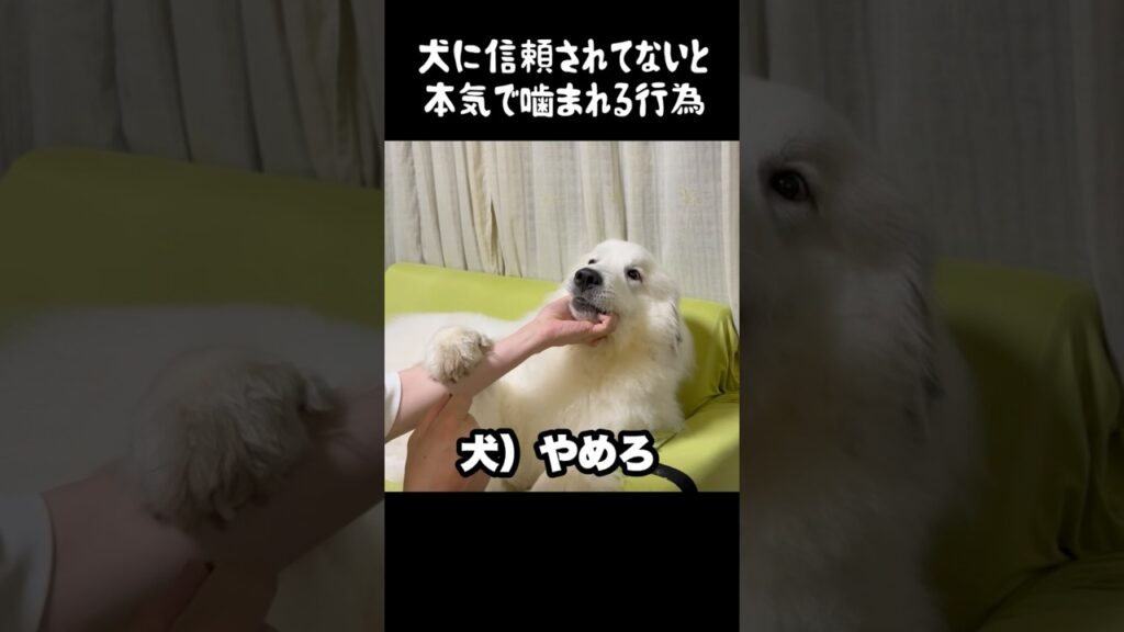 信頼している飼い主にアレを飲まされる愛犬　#greatpyrenees #癒し #大型犬のいる生活 #大型犬 #グレートピレニーズ #犬のいる生活 #愛犬 #可愛い #ペット #大型犬と暮らす