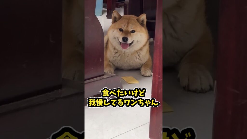 仕事で疲れたお前らに贈る笑いと癒しの柴犬5選　#柴犬 #笑える #癒し #柴犬のいる生活 #柴犬のいる暮らし #ペットのいる生活