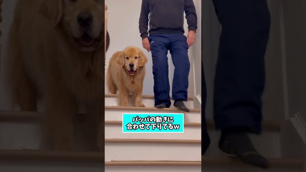 仕事で疲れたお前らに贈る笑いと癒しのゴールデン5選ww　#ゴールデンレトリバー #笑える #癒し #元気になる動画 #大型犬のいる生活 #大型犬のいる暮らし