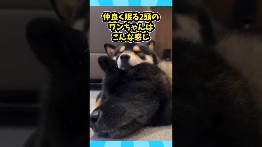 仕事で疲れたお前らに贈る笑いと癒しのワンちゃん5選ww　#犬 #笑える #癒し #元気になる動画 #犬のいる生活 #犬のいる暮らし
