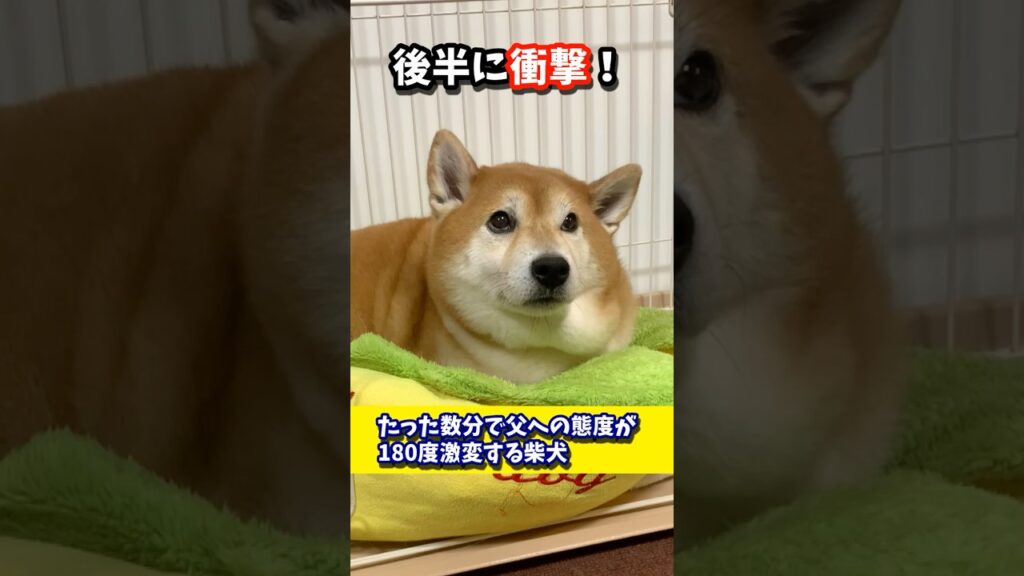たった数分の内に父への態度が180度激変する柴犬 #shibadog #柴犬 #sibainu  #犬のいる生活 #shorts