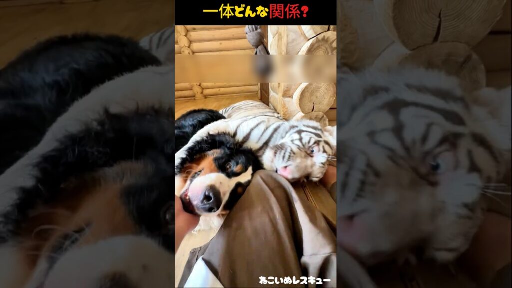 白虎が犬をペロペロ…まさかの関係性に驚き！