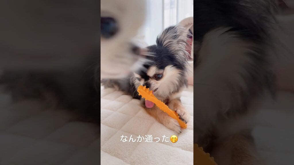 ちょっと前を失礼します～。 #チワワ #chihuahua #癒し #犬のいる生活 #chihuahuafanclub #ほのぼの #ほっこり