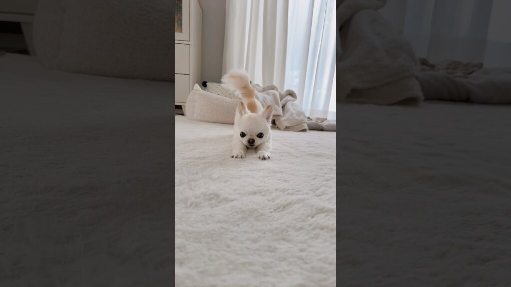 お昼寝から目が覚めたら必ず近くにやって来るモフモフ君💓 #short #チワワ #chihuahua #癒し #ほのぼの #ほっこり