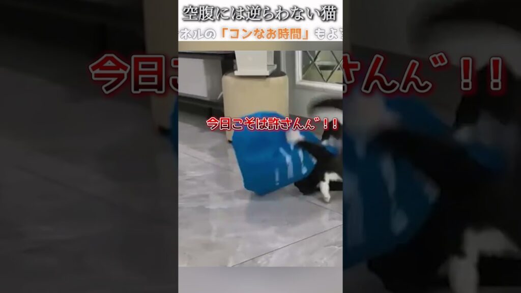 猫のおもしろ動画にツッコミどころ満載なアフレコしてみた＃291【空腹】【ハプニング映像】#shorts　#アフレコ #面白動画