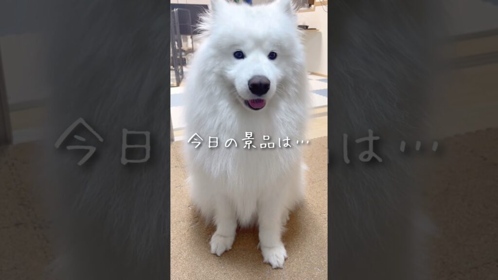 かわい子ちゃんのおやつチャレンジ #samoyed #サモエド #癒し