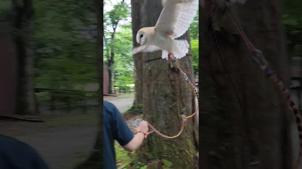肩に乗ったり乗ると見せかけてスルーしたりするフクロウ(笑) #メンフクロウ #owl #cute #フクロウ #癒し #ペット動画 #pets #かわいい #キャンプ