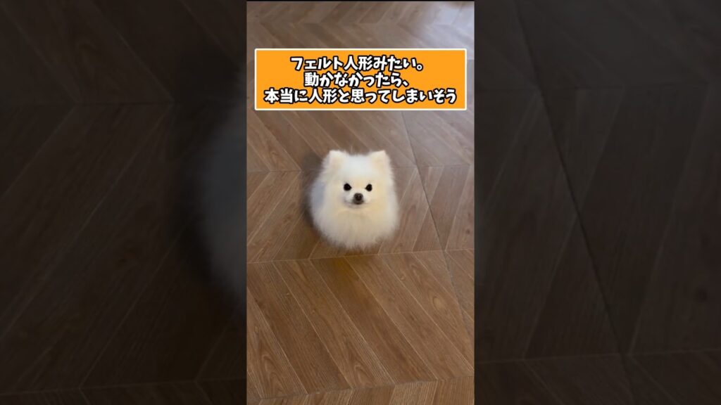 仕事で疲れたお前らに贈る笑いと癒しのポメラニアンパピー5選ww　#笑える #癒し #ポメラニアン #パピー #子犬のいる生活 #元気になる動画