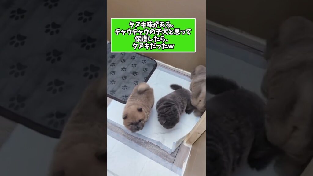 仕事で疲れたお前らに贈る笑いと癒しの子犬5選ww　#子犬 #笑える #癒し #子犬のいる生活 #子犬のいる暮らし #元気になる動画