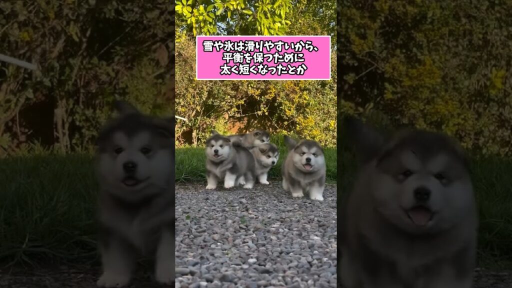 仕事で疲れたお前らに贈る笑いと癒しのマラミュートパピー5選ww　#アラスカンマラミュート #パピー #笑える #癒し #子犬のいる生活 #元気になる動画